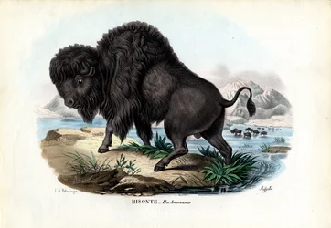 Bison, 1863-79